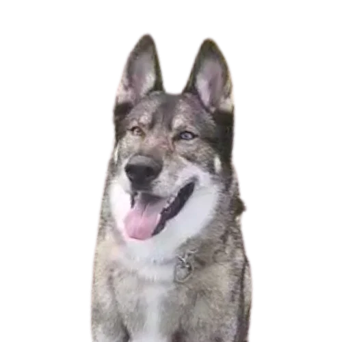 Profile picture of a husky canine